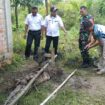 Warga di Desa Catur Rahayu, Kecamatan Dendang, berhasil menangkap Buaya dengan cara dipancing. Tampak Buaya yang telah diikat dengan mata ditutup menggunakan kain dalam kondisi tenang. Terlihat Camat Dendang dan Kades Catur Rahayu beserta Babinsa Catur Rahayu menunggu kehadiran BKSDA untuk evakuasi Buaya tersebut. Foto: Arafik/koransabak.com