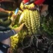Warga Desa Catur Rahayu kembali berhasil menangkap Buaya Muara. Foto: koransabak.com
