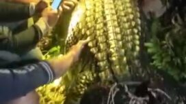Warga Desa Catur Rahayu kembali berhasil menangkap Buaya Muara. Foto: koransabak.com
